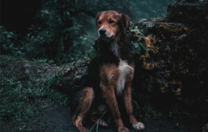 Red and white dog nobly sitting in a forest