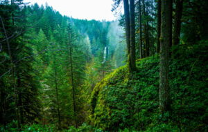 View of a far off waterfall through a lush green forest