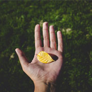 Hand holding a yellow leaf