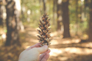 Hand holding a pinecone in a forest